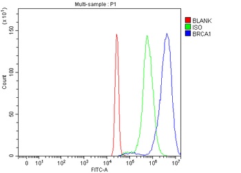 BRCA1 Antibody