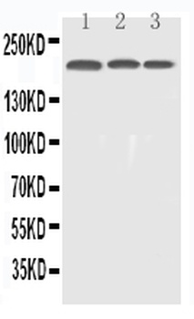 EGFR Antibody