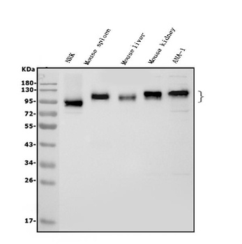 ICAM1 Antibody