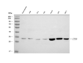 Cathepsin D Ctsd Monoclonal Antibody