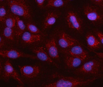 Anti-HSPA12A Antibody