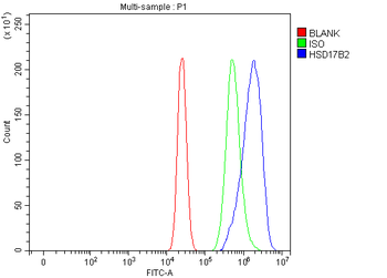 Anti-HSD17B2 Antibody