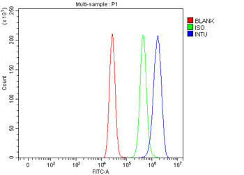 Anti-INTU Antibody