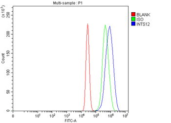 Anti-INTS12 Antibody