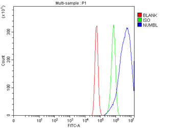 Anti-NUMBL Antibody
