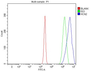 Anti-Hcn2 Antibody