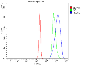 Anti-SGK493/PKDCC Antibody