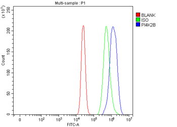 Anti-PI4K2B Antibody