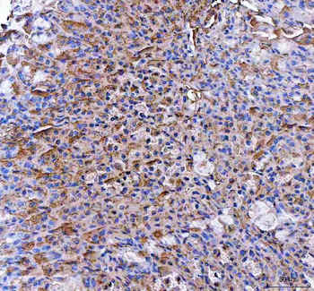 PGC Antibody