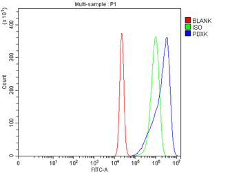 Anti-PDXK Antibody