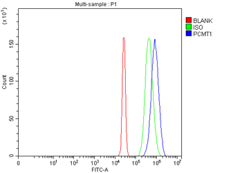 Anti-PCMT1 Antibody