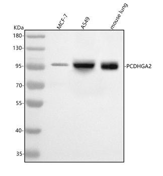 Anti-PCDHGA2 Antibody