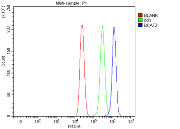 Anti-BCAT2 Antibody