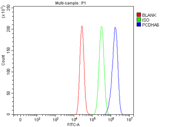 Anti-PCDHA6 Antibody