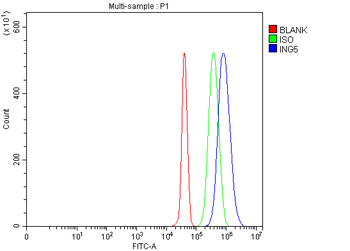 Anti-ING5 Antibody
