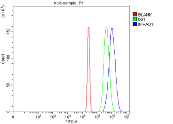 Anti-BPNT2 Antibody
