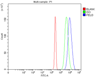 Anti-PELI3 Antibody