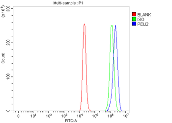 Anti-PELI2 Antibody