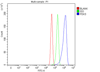 Anti-PDK3 Antibody
