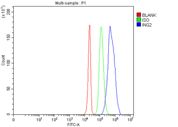 Anti-ING2 Antibody