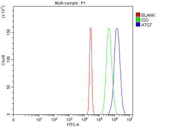Anti-ATG7 Antibody