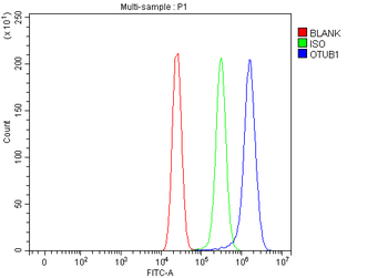 Anti-OTUB1 Antibody