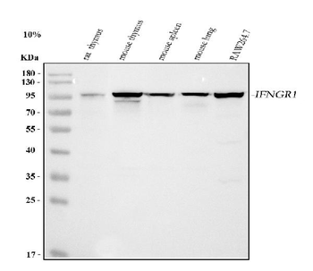 Anti-Ifngr1 Antibody