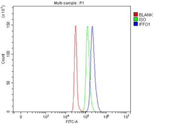 Anti-IFFO1 Antibody