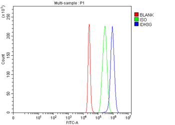 Anti-IDH3G Antibody