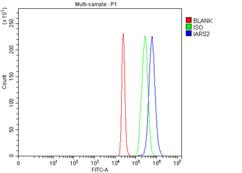 Anti-IARS2 Antibody