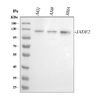 Anti-PHF15/JADE2 Antibody