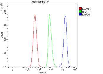 Anti-LYPD6 Antibody