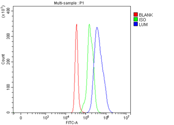 Anti-Lumican/LUM Antibody