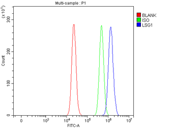 Anti-LSG1 Antibody