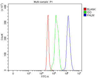 Anti-PALM Antibody