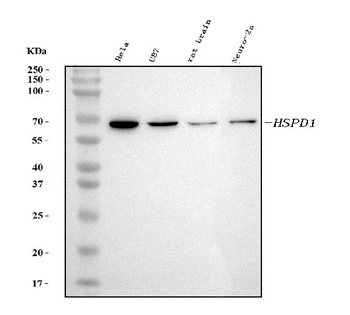 HSP60 Hspd1 Antibody (Monoclonal, LK1)