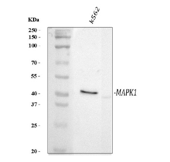Phospho-MAP Kinase, Activated(Diphosphorylated ERK-1&2) Mapk3 Antibody (Monoclonal, MAPK-YT)