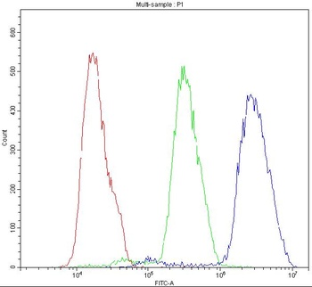 Anti-BID Antibody