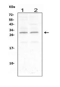 Anti-CNTF Antibody