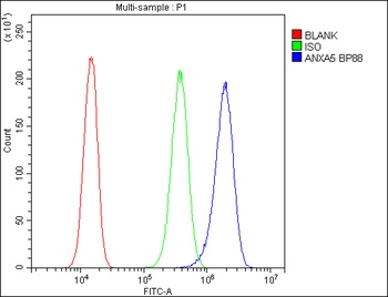 Anti-Annexin V/ANXA5 Antibody
