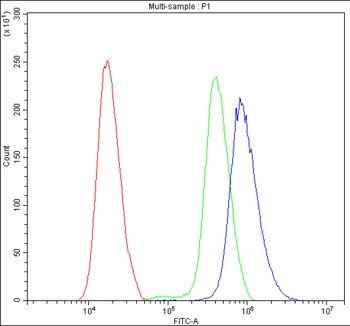 Anti-Calbindin/CALB1 Antibody