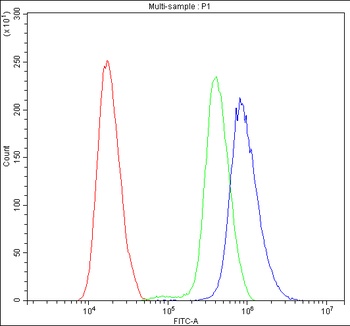 Calbindin/CALB1 Antibody