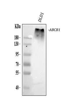 P-GlycoProtein(MDR) ABCB1 Antibody (Monoclonal, F4)
