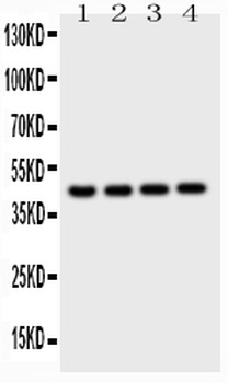 Cathepsin D/CTSD Antibody