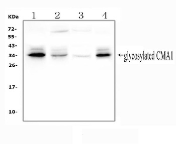 Anti-Mast Cell Chymase/CMA1 Antibody