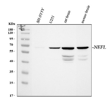 NF68 Nefl Antibody (Monoclonal, NR4)