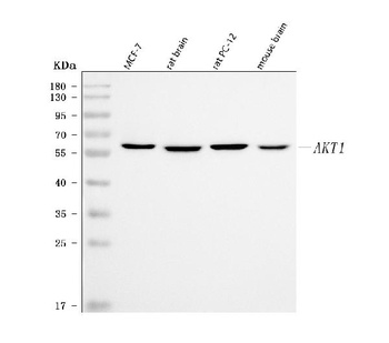 PKB Alpha Akt1 Antibody (Monoclonal, PKB-175)