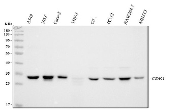CDK1 Antibody (Monoclonal, PSTAIR)