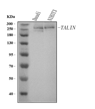 Talin TLN2 Antibody (Monoclonal, 8d4)