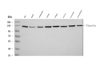 Anti-Vinculin VCL Antibody (Monoclonal, hVIN-1)